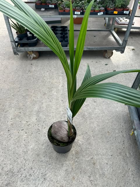 Cocotier
