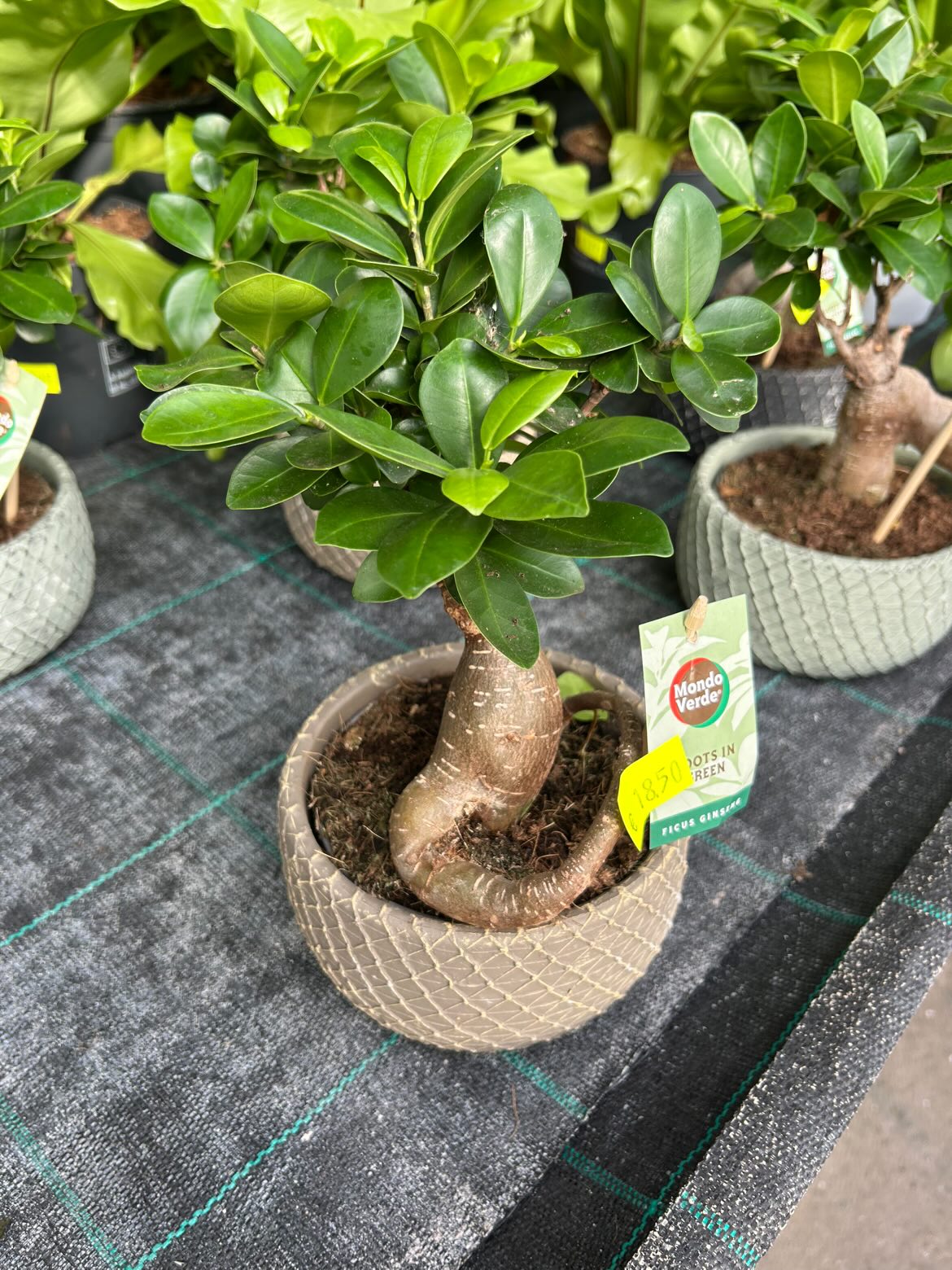 Ficus ginseng