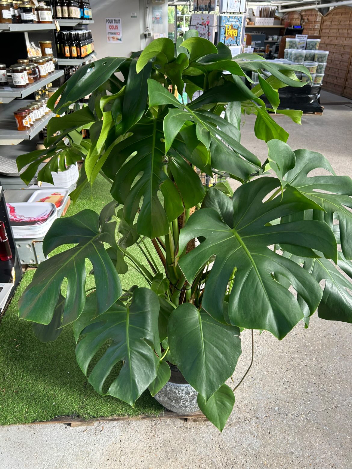 Monstera