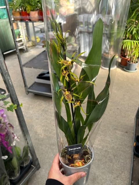 Orchidée papillon