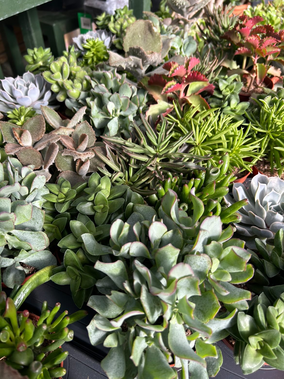mini Plantes grasses