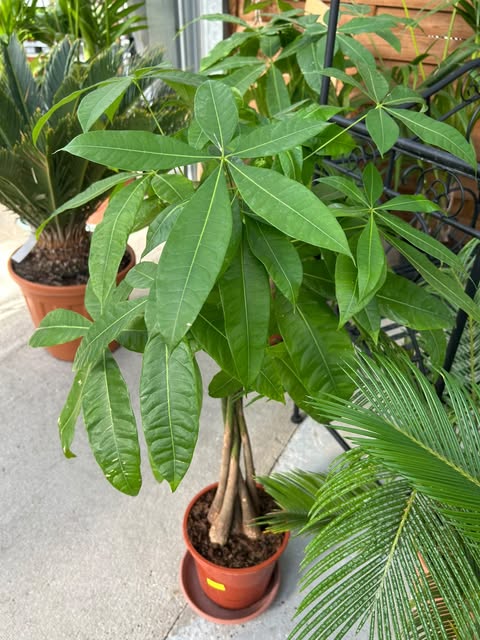 Pachira