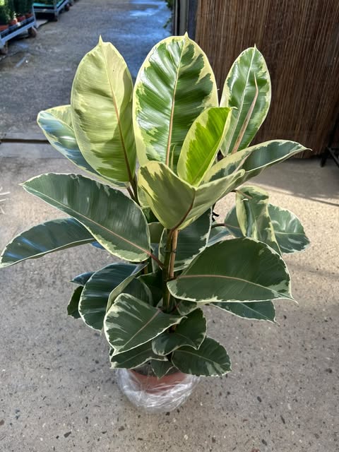 Ficus Caoutchouc