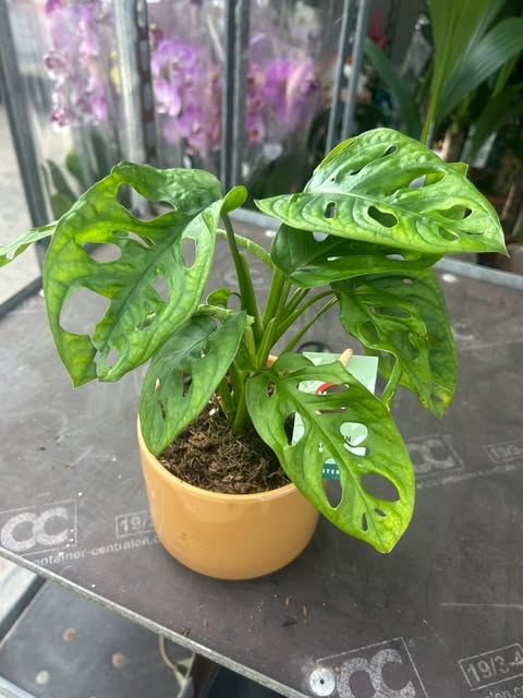 Monstera Séguine