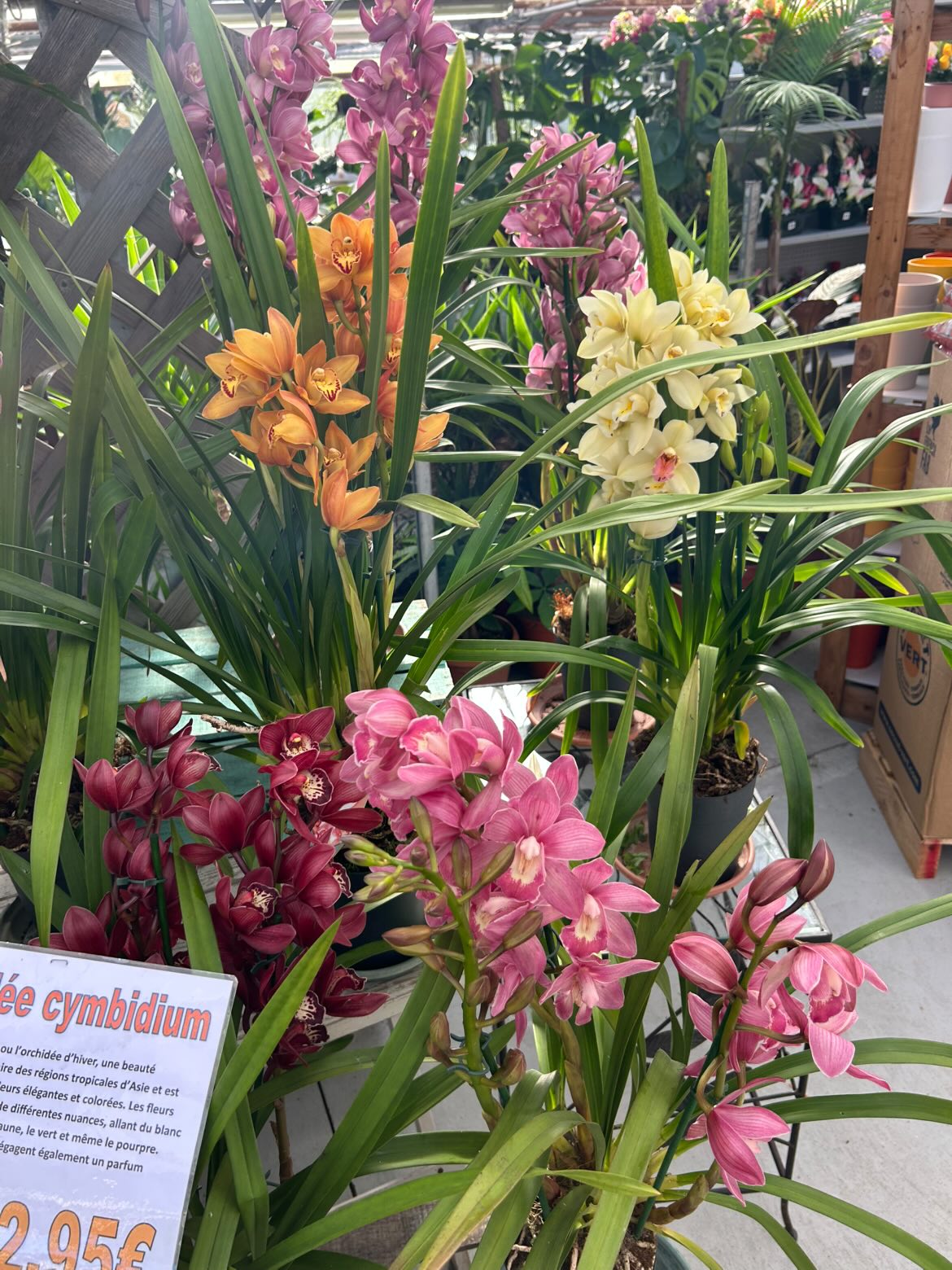 Orchidée cymbidium