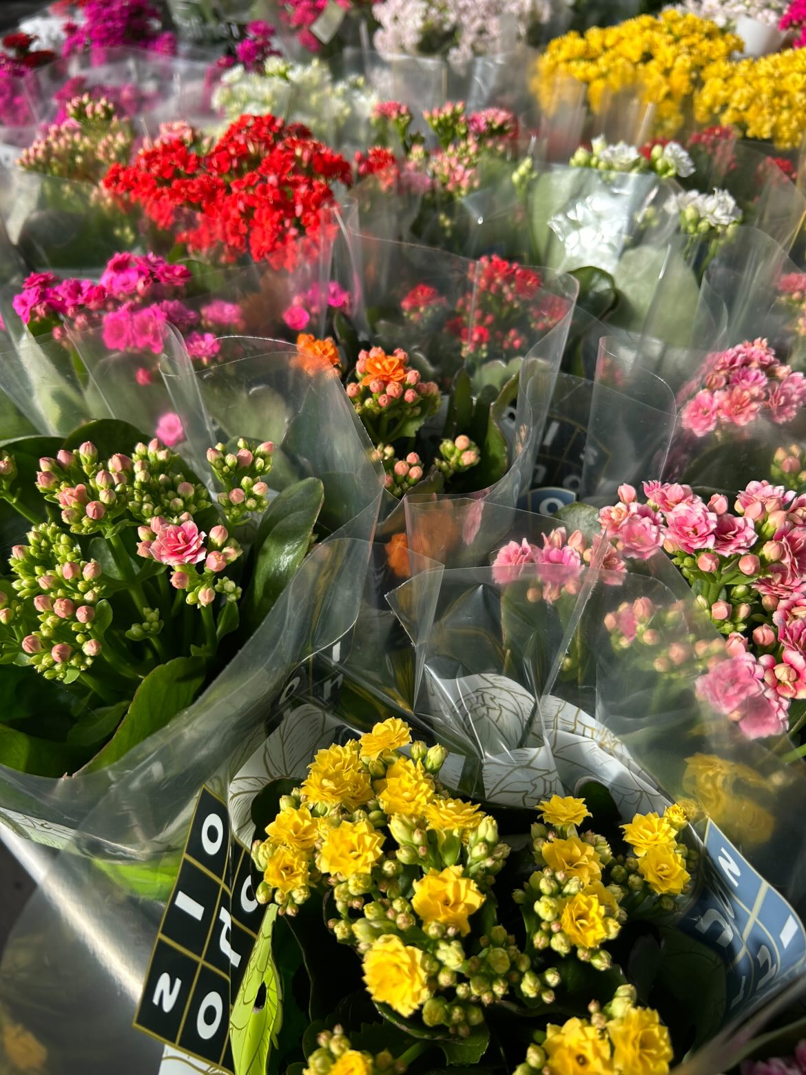 Kalanchoé