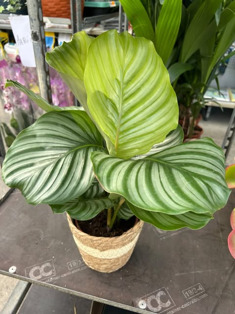 Plante paon