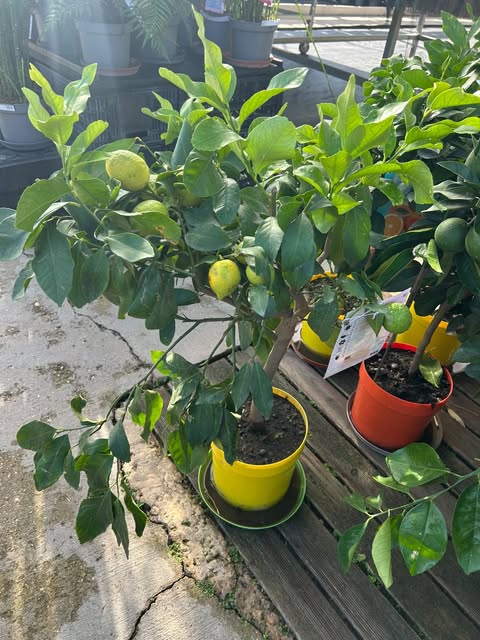 Citronnier