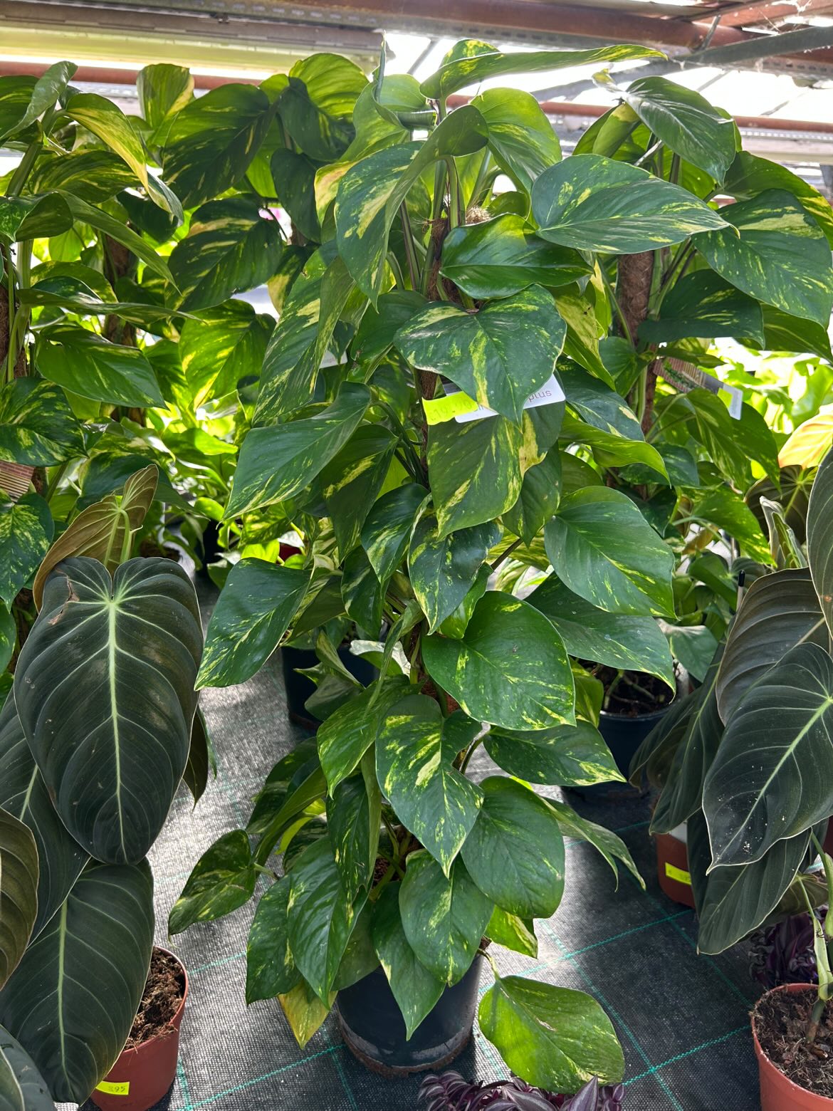 Scindapsus doré