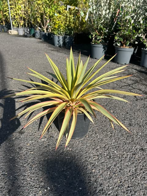 Yucca gloriosa