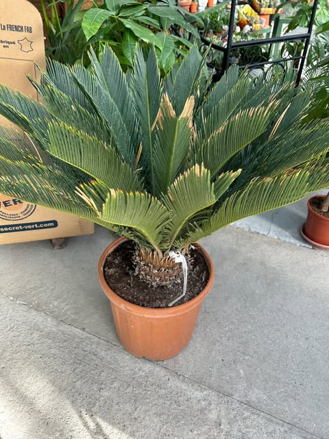 Cycas du japon