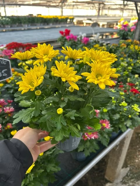 Chrysanthème Ø12