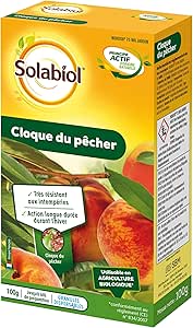 cloque du pêcher