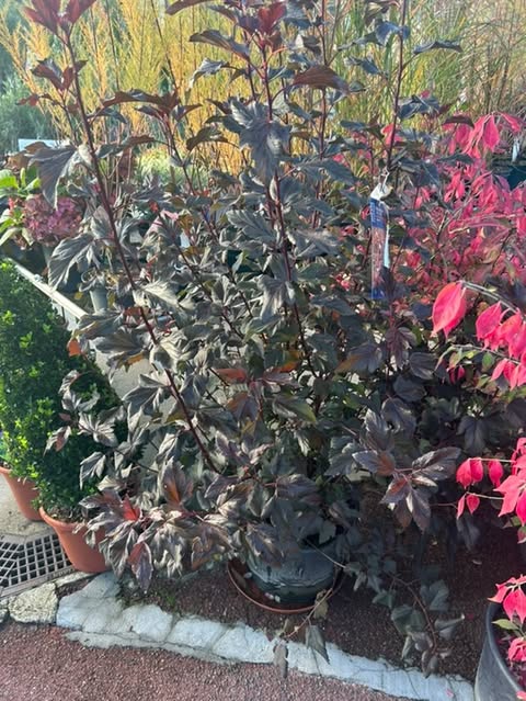 Physocarpe à feuilles d'obier