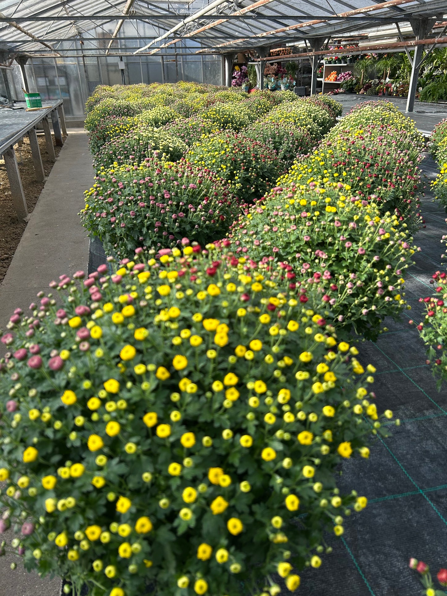 Chrysanthème coupe multifleurs ⌀27