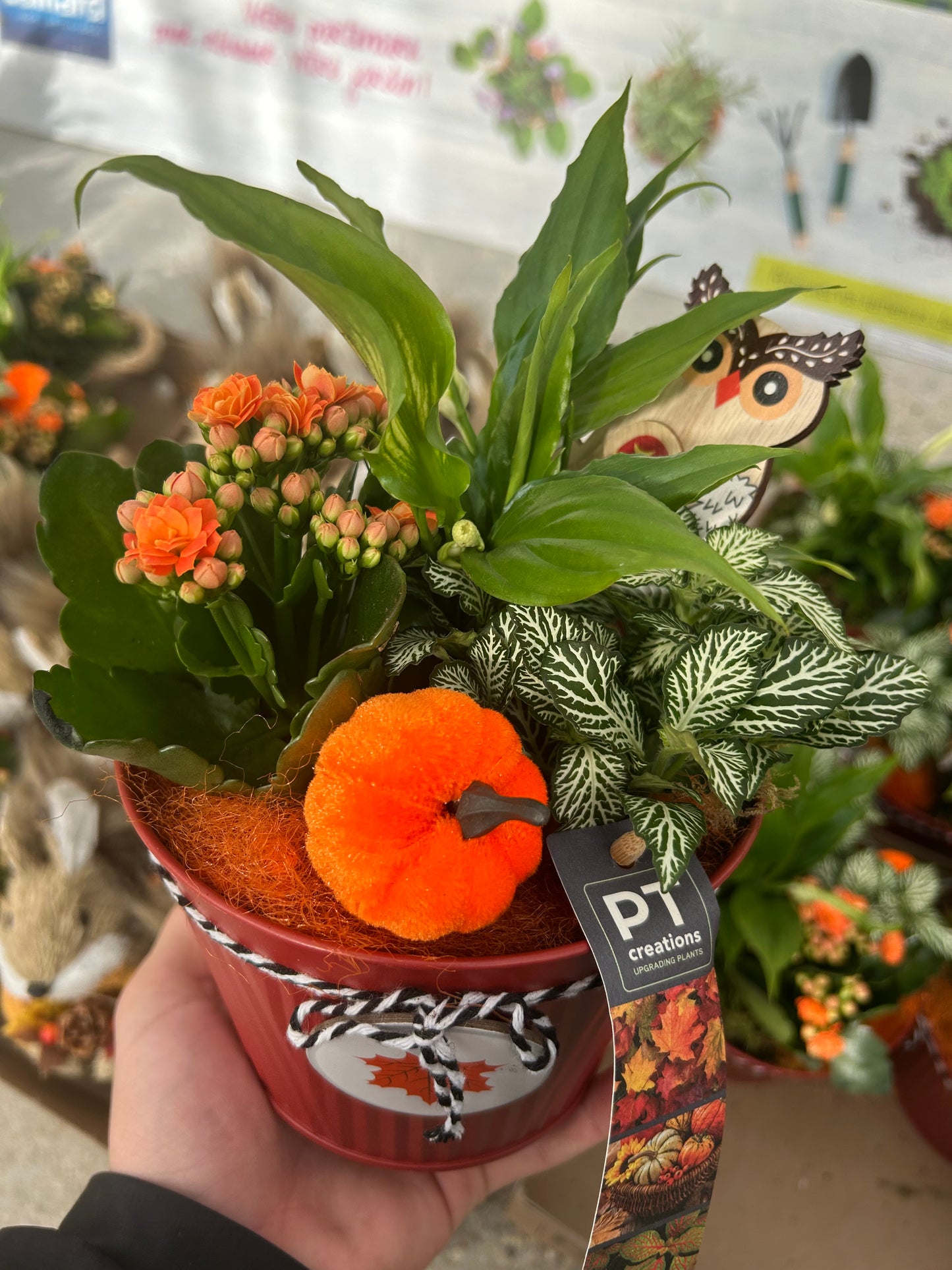 composition florales d'Audomne