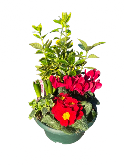 Compositions florales ronde diamètre 27