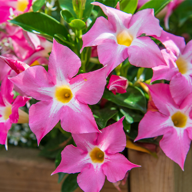 Dipladenia top prix ! 5.95€ chez nous au lieu de 8,50€ chez la concurance