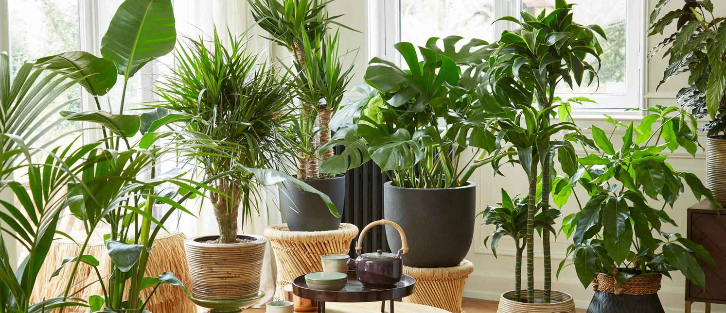 Mon jardin d'interieur