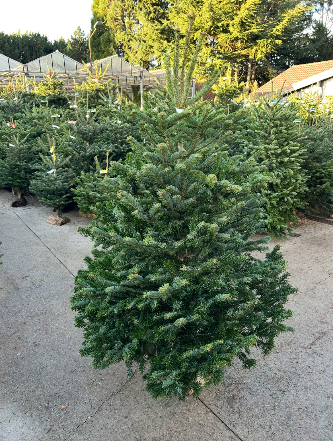 sapin de Noël Nordmann 175/Diamant BÛCHE OFFERT ! 🪵🌲