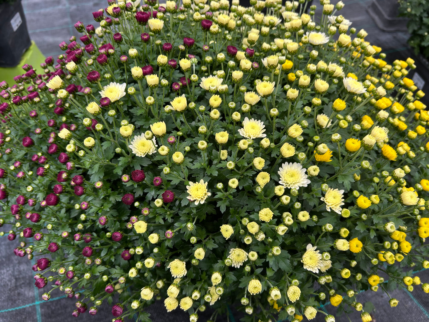 Chrysanthème jardinière tricolore 50cm