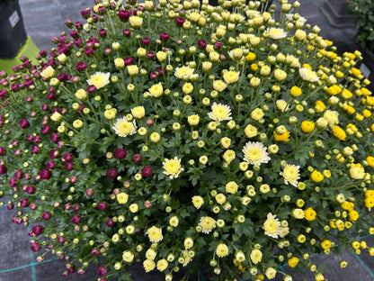 Chrysanthème jardinière tricolore 50cm