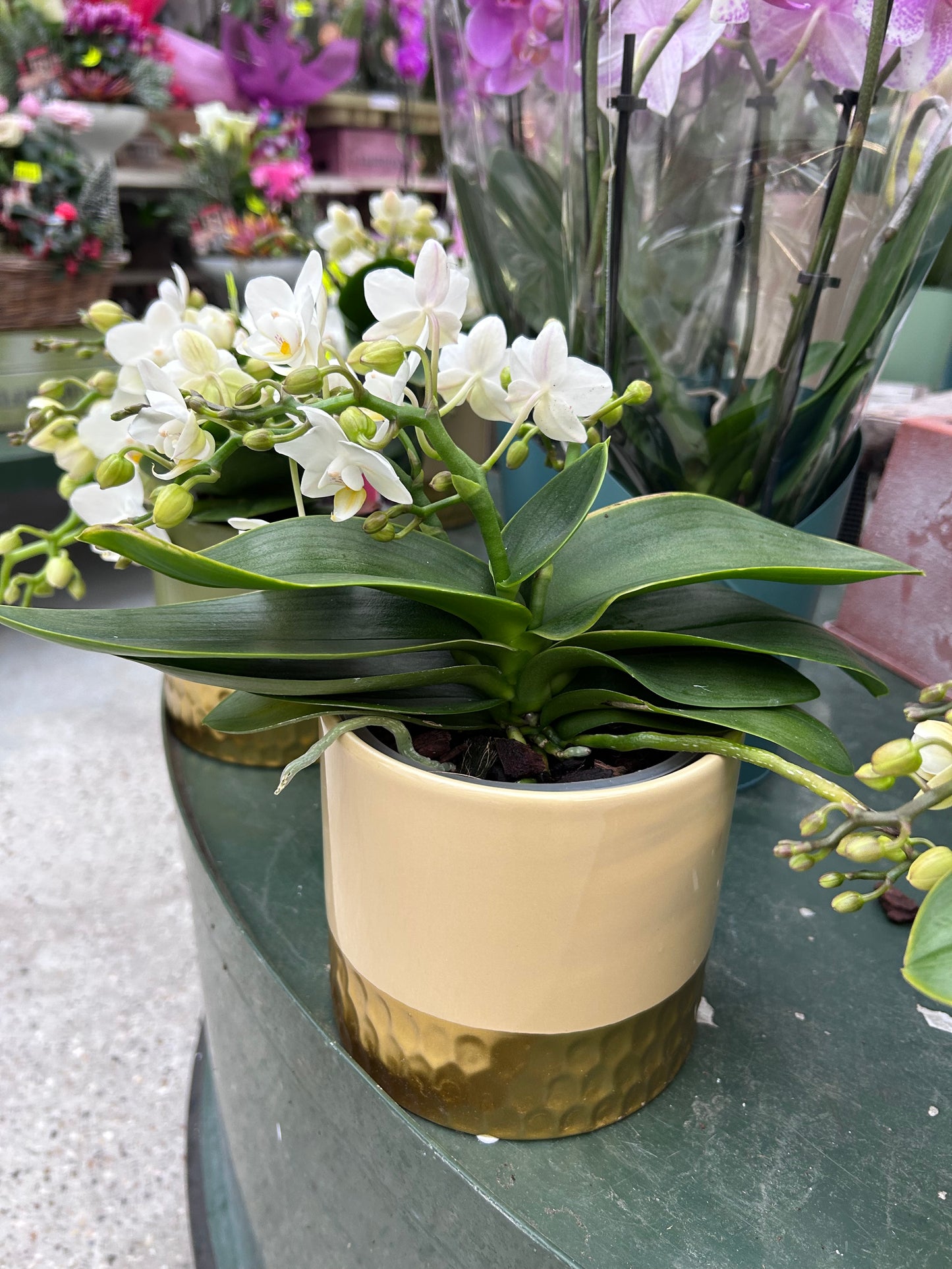 Orchidée