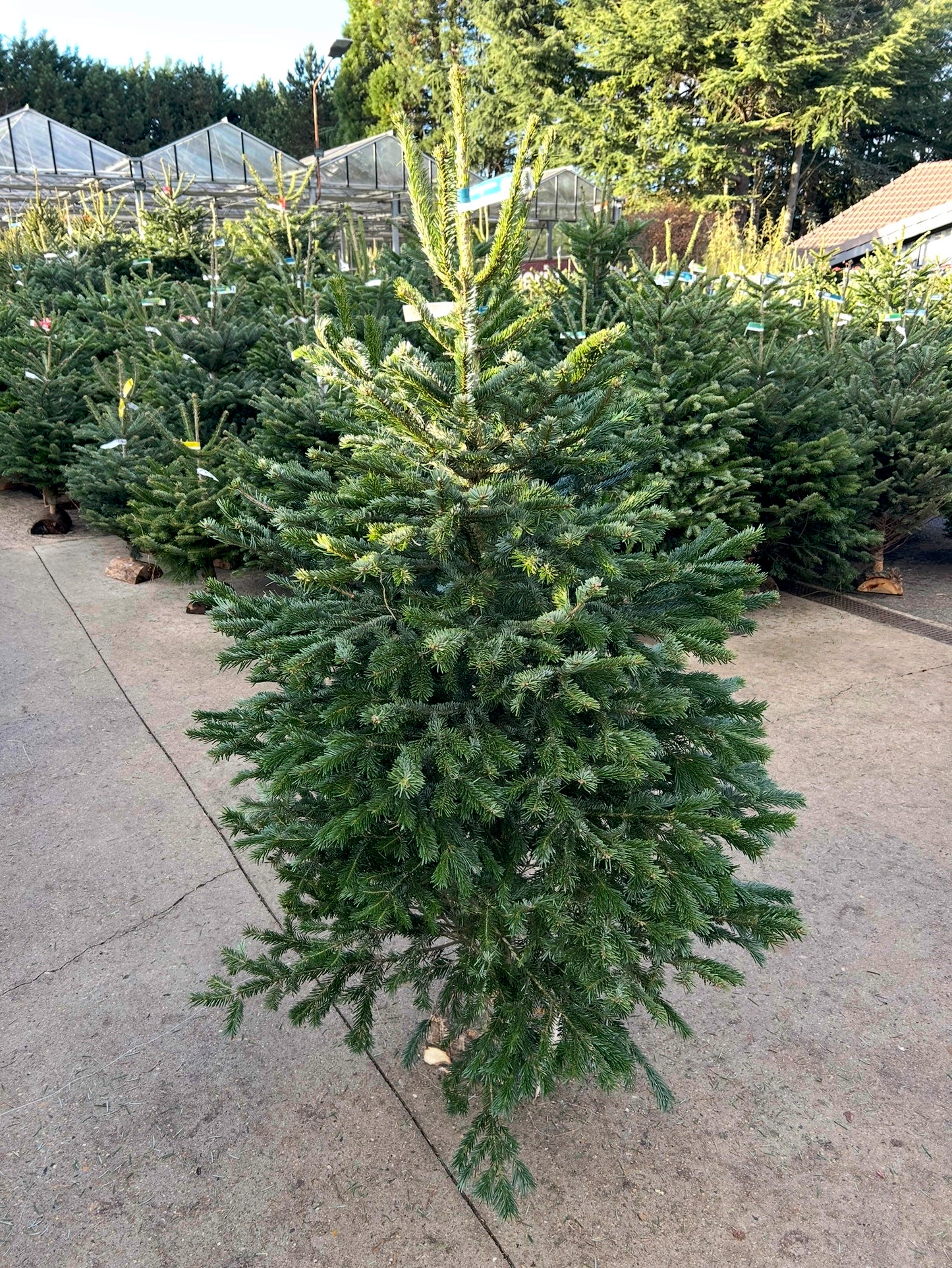 sapin de Noël Nordmann 150/175cm BÛCHE OFFERT ! 🪵🌲