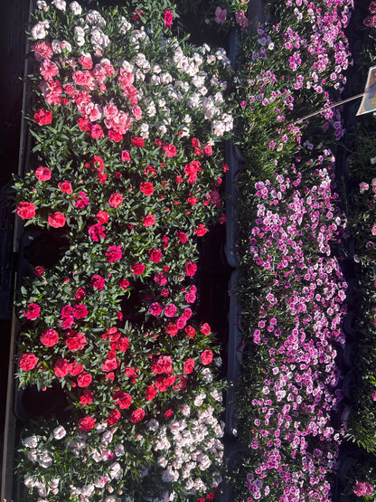Œillet pink kisses