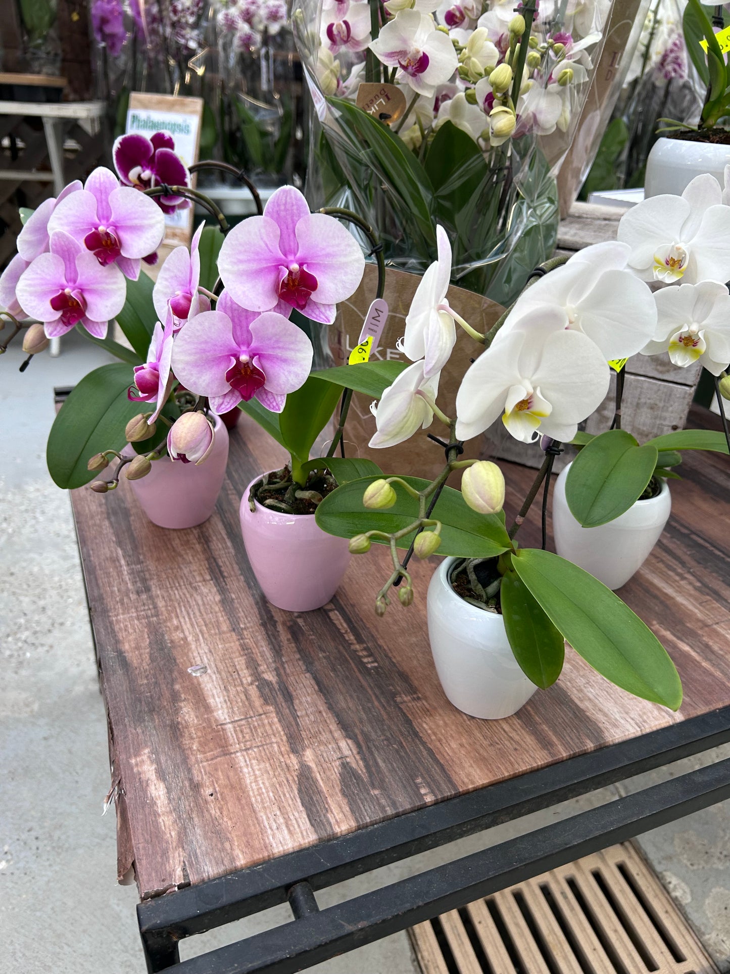 Orchidée