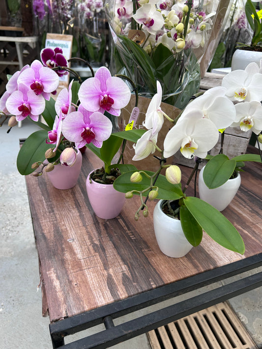 Orchidée