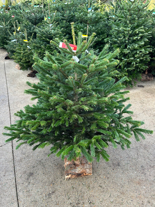 sapin de Noël Nordmann 100/125cm BÛCHE OFFERT ! 🪵🌲