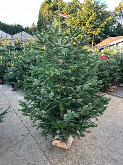 sapin de Noël Nordmann 200/225cm BÛCHE OFFERT ! 🪵🌲