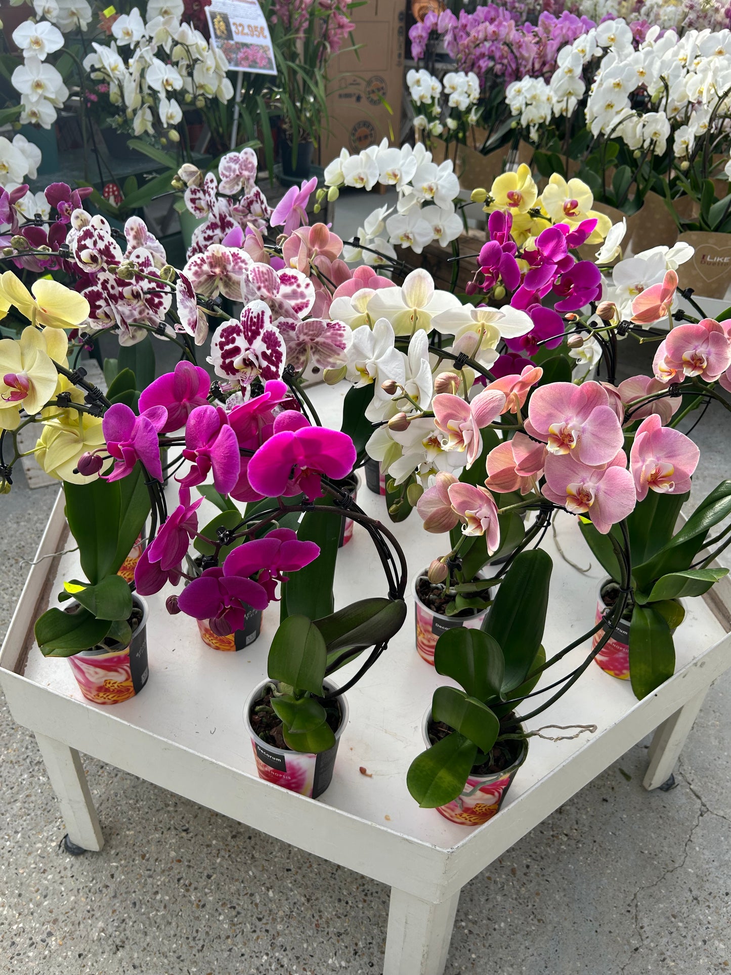 composition florales
