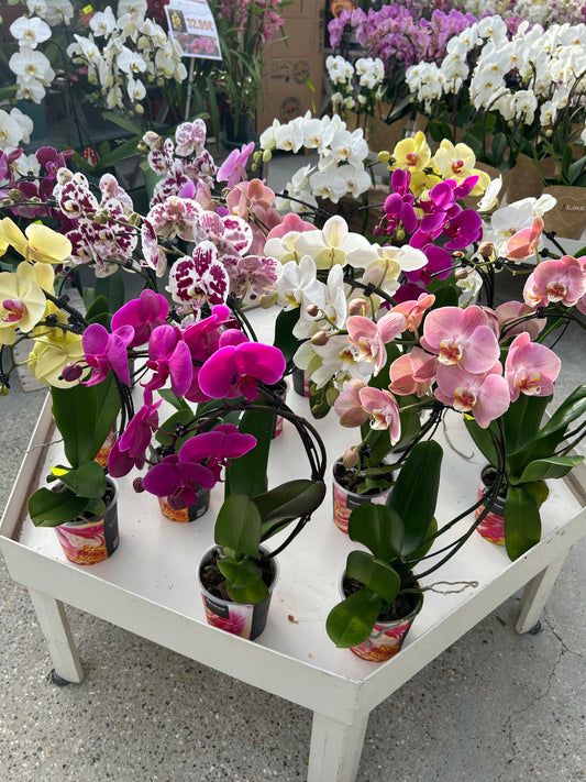 composition florales