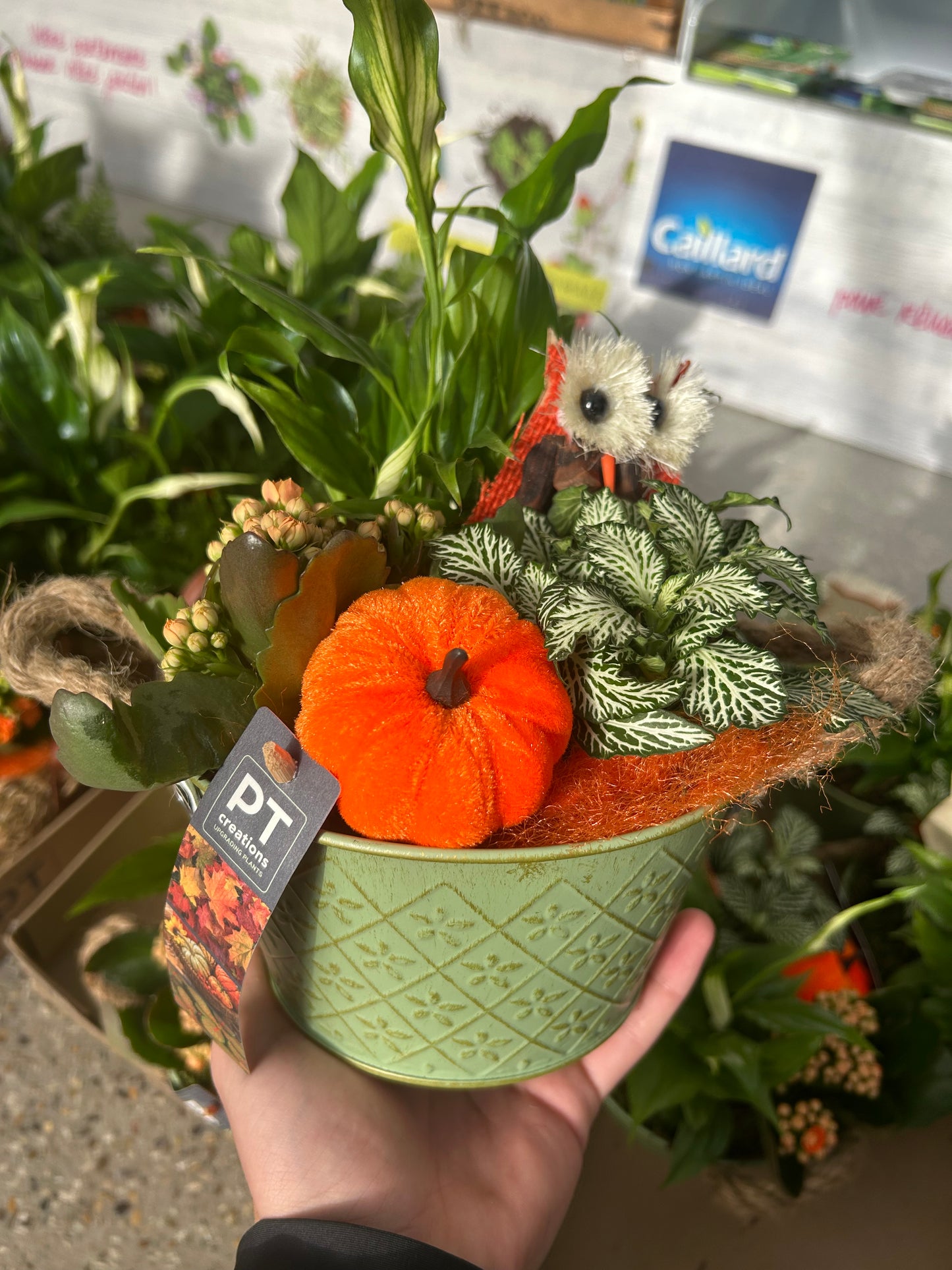 composition florales d'Audomne