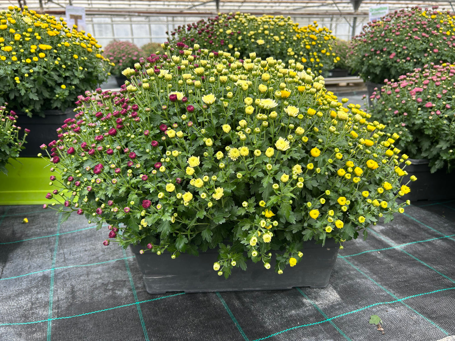 Chrysanthème jardinière tricolore 50cm