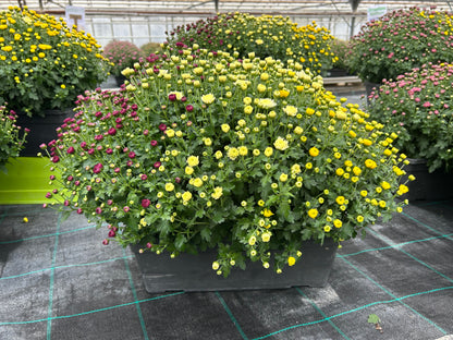 Chrysanthème jardinière tricolore 50cm