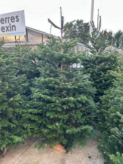 sapin de Noël Nordmann 250/300cm BÛCHE OFFERT ! 🪵🌲