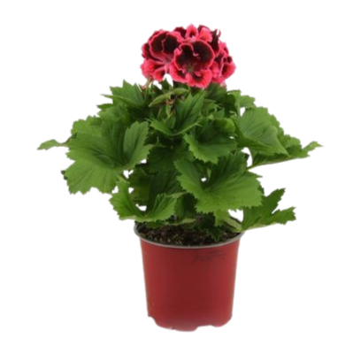 Pélargonium ⌀10