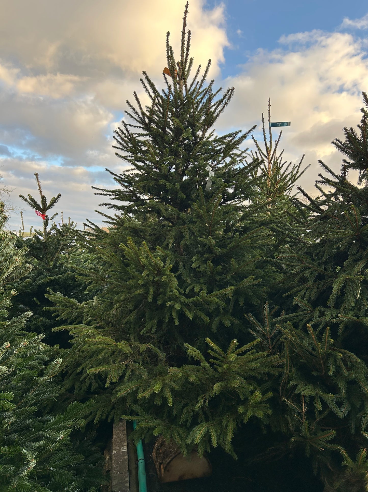sapin de Noël Épicéa 225/250cm BÛCHE OFFERT ! 🪵🌲