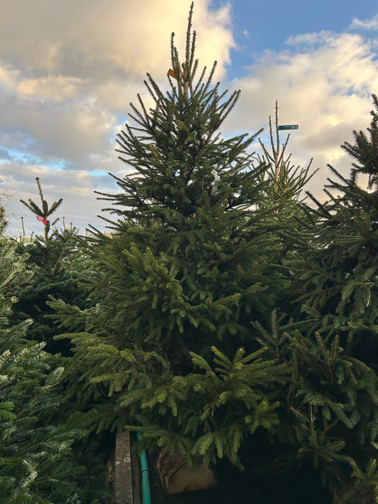 sapin de Noël Épicéa 225/250cm BÛCHE OFFERT ! 🪵🌲