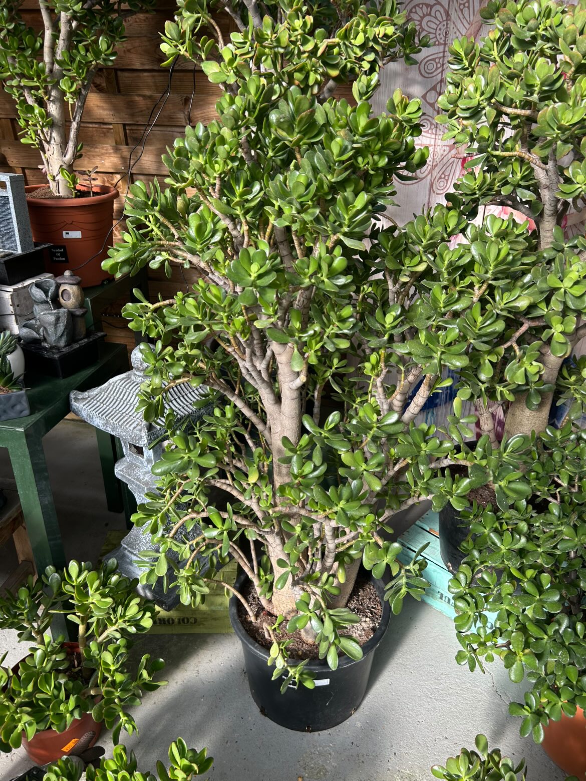 Arbre de jade (crassula)