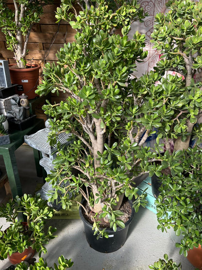 Arbre de jade (crassula)