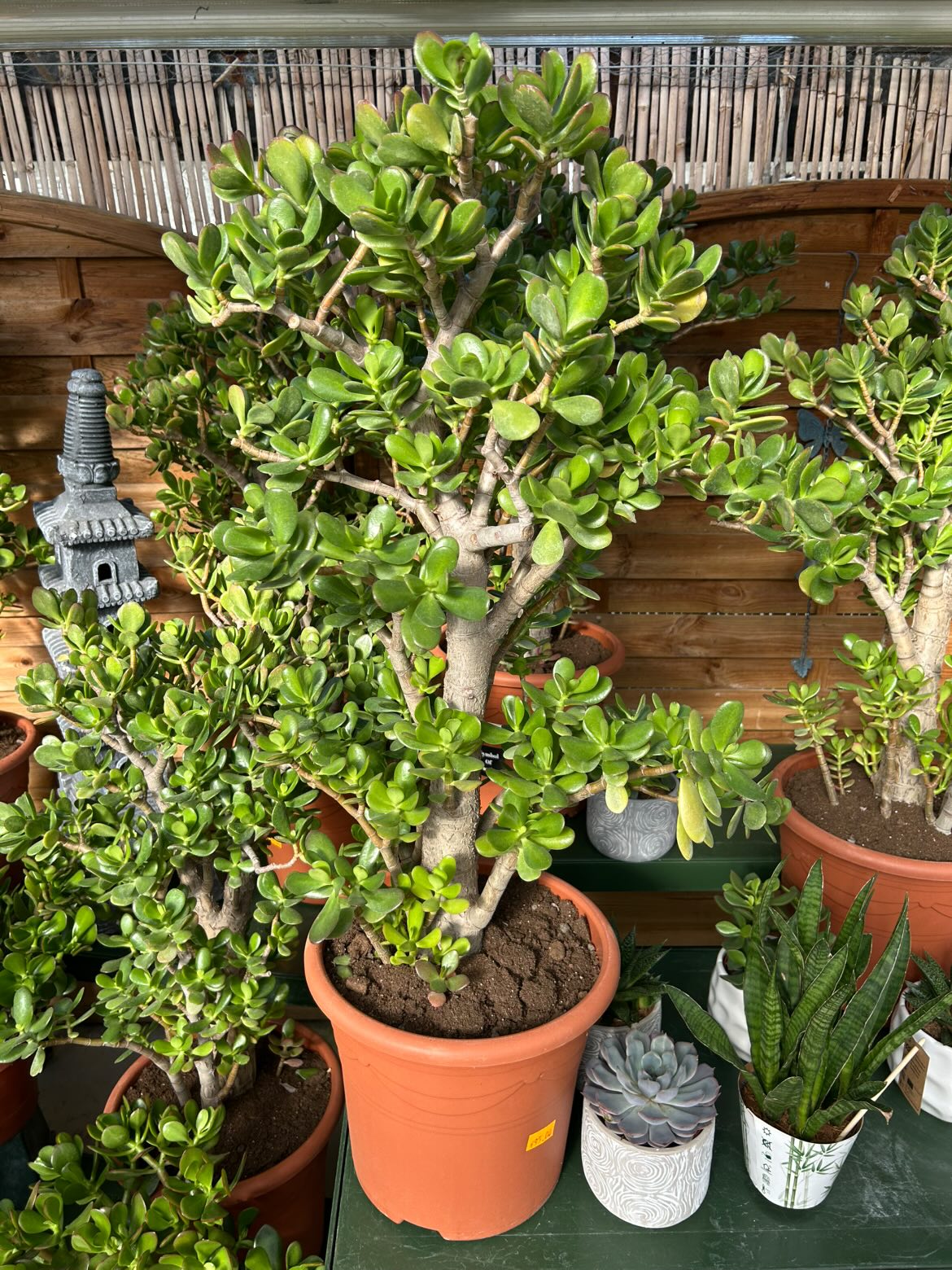 Arbre de jade (crassula)