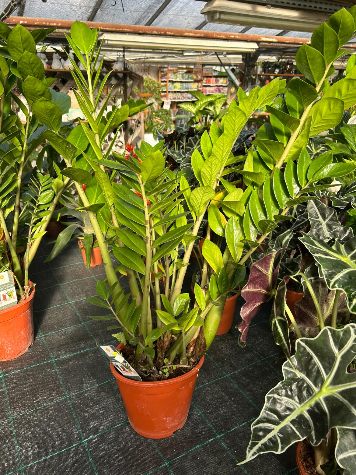 Zamioculcas