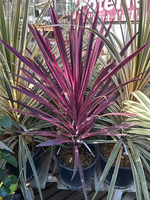 Cordyline panachée