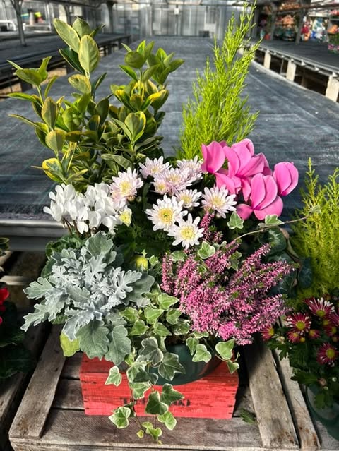 Compositions florales en terre avec Chrysanthème