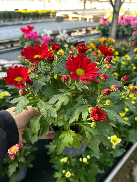 Chrysanthème Ø12
