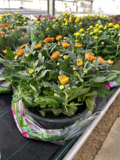 Chrysanthème coupe Ø23
